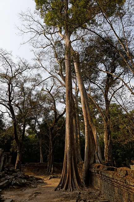 Ta Phrom et environs-056